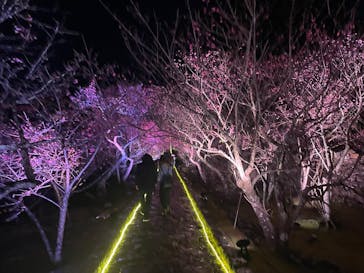 今帰仁城跡に投稿された画像（2026/2/8）