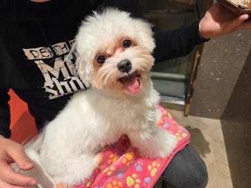 いぬカフェRio 京都店に投稿された画像（2026/2/8）