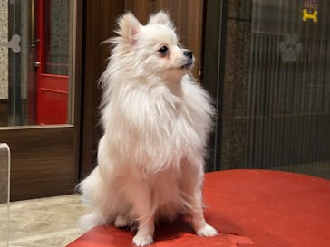 いぬカフェRio 京都店に投稿された画像（2026/2/8）