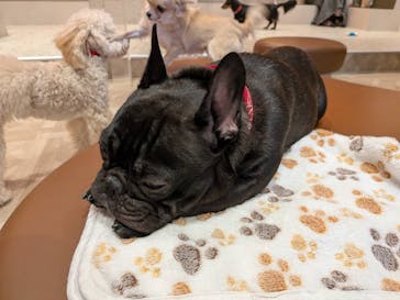 いぬカフェRio 京都店に投稿された画像（2026/2/8）