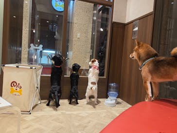 いぬカフェRio 京都店に投稿された画像（2026/2/8）