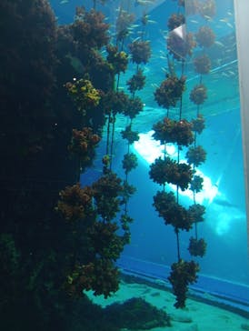 環境水族館アクアマリンふくしまに投稿された画像（2026/2/8）