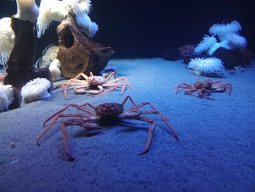 環境水族館アクアマリンふくしまに投稿された画像（2026/2/8）