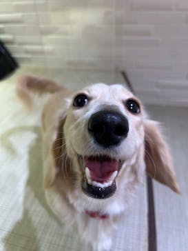 いぬカフェRio 池袋店に投稿された画像（2026/2/8）