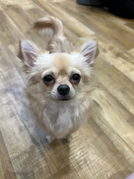 いぬカフェRio イオンモール常滑店に投稿された画像（2026/2/8）