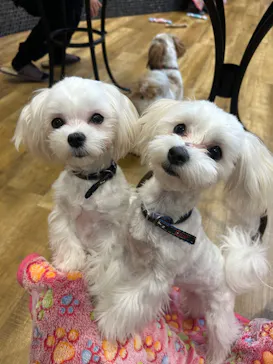 いぬカフェRio イオンモール常滑店に投稿された画像（2026/2/8）