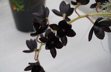 世界らん展2026-花と緑の祭典-に投稿された画像（2026/2/8）