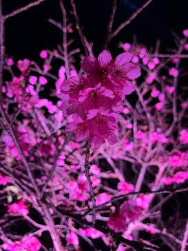 今帰仁城跡に投稿された画像（2026/2/8）