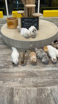 猫カフェモカ 京都河原町店に投稿された画像（2026/2/8）