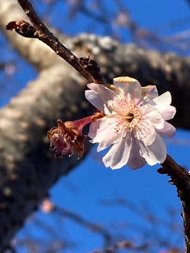 安城産業文化公園デンパークに投稿された画像（2026/2/8）