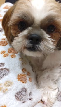 いぬカフェRio 浅草店に投稿された画像（2026/2/8）