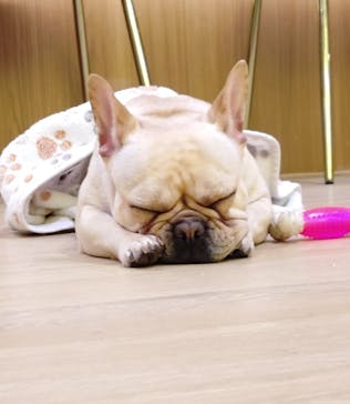 いぬカフェRio 浅草店に投稿された画像（2026/2/8）