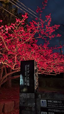 今帰仁城跡に投稿された画像（2026/2/8）