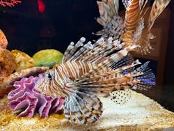 横浜開運水族館 フォーチュンアクアリウムに投稿された画像（2026/2/8）