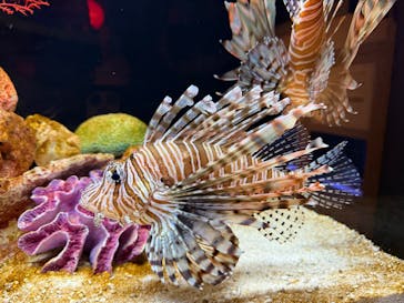 横浜開運水族館 フォーチュンアクアリウムに投稿された画像（2026/2/8）