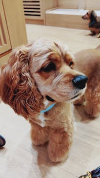 いぬカフェRio 浅草店に投稿された画像（2026/2/8）