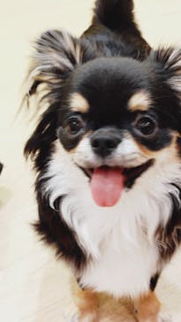 いぬカフェRio 浅草店に投稿された画像（2026/2/8）