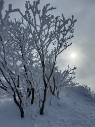 星野リゾート　ネコマ マウンテンに投稿された画像（2026/2/8）