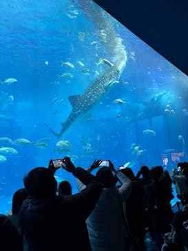 沖縄美ら海水族館に投稿された画像（2026/2/9）