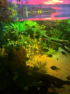 カワスイ 川崎⽔族館に投稿された画像（2026/2/9）