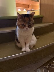 猫カフェモカ　新宿店に投稿された画像（2026/2/9）