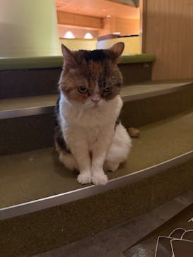 猫カフェモカ　新宿店に投稿された画像（2026/2/9）