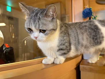 猫カフェモカ　新宿店に投稿された画像（2026/2/9）