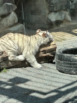 東武動物公園に投稿された画像（2025/9/18）
