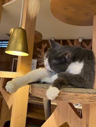 猫カフェモカ　池袋本店に投稿された画像（2026/2/9）