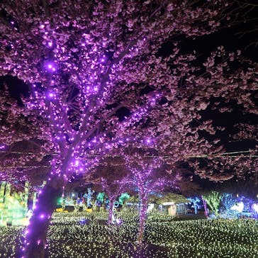 伊豆高原グランイルミに投稿された画像（2026/2/9）