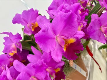 世界らん展2026-花と緑の祭典-に投稿された画像（2026/2/9）