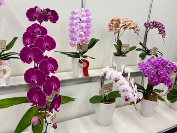 世界らん展2026-花と緑の祭典-に投稿された画像（2026/2/9）