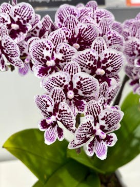 世界らん展2026-花と緑の祭典-に投稿された画像（2026/2/9）