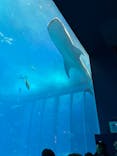 沖縄美ら海水族館に投稿された画像（2026/2/9）