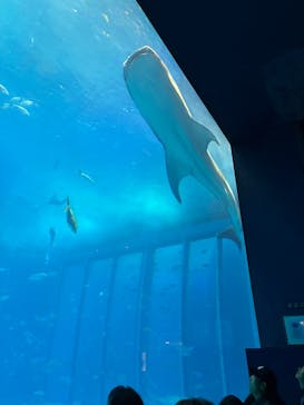 沖縄美ら海水族館に投稿された画像（2026/2/9）