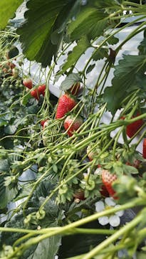 お陽様農園に投稿された画像（2026/2/9）