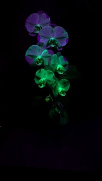 世界らん展2026-花と緑の祭典-に投稿された画像（2026/2/9）