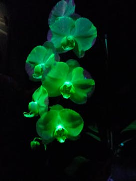 世界らん展2026-花と緑の祭典-に投稿された画像（2026/2/10）