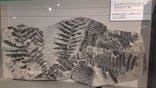 特別展「大絶滅展―生命史のビッグファイブ」に投稿された画像（2026/2/10）