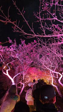 今帰仁城跡に投稿された画像（2026/2/10）