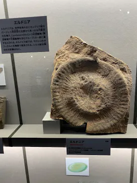 特別展「大絶滅展―生命史のビッグファイブ」に投稿された画像（2026/2/10）