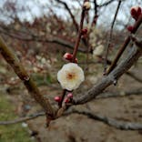 偕楽園本園に投稿された画像（2026/2/10）