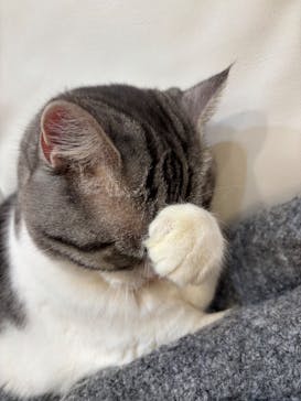 猫カフェモカ　イオンモール幕張新都心店に投稿された画像（2026/2/10）