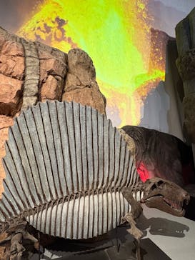 印象派オルセー展×大絶滅展に投稿された画像（2026/2/10）