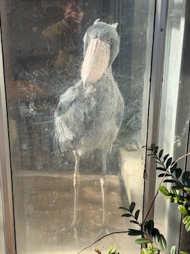 恩賜上野動物園に投稿された画像（2026/2/10）