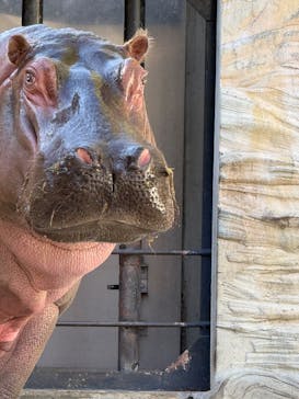 恩賜上野動物園に投稿された画像（2026/2/10）