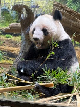 恩賜上野動物園に投稿された画像（2026/2/10）