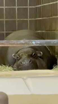 恩賜上野動物園に投稿された画像（2026/2/10）