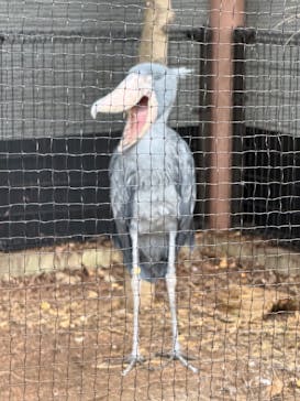 恩賜上野動物園に投稿された画像（2026/2/10）