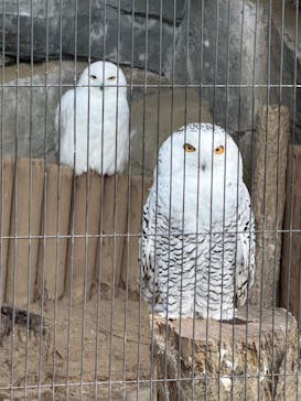 恩賜上野動物園に投稿された画像（2026/2/10）